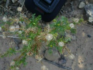 Matricaria discoidea Plant
